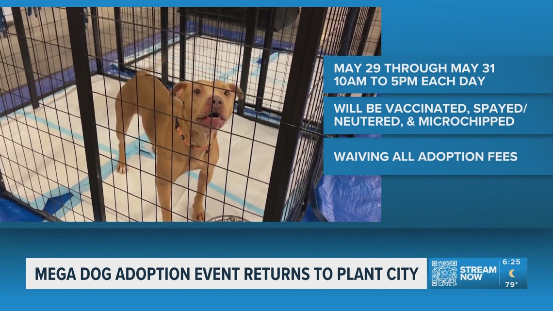 Mega dog adoption event returns to Plant City starting today | wtsp.com