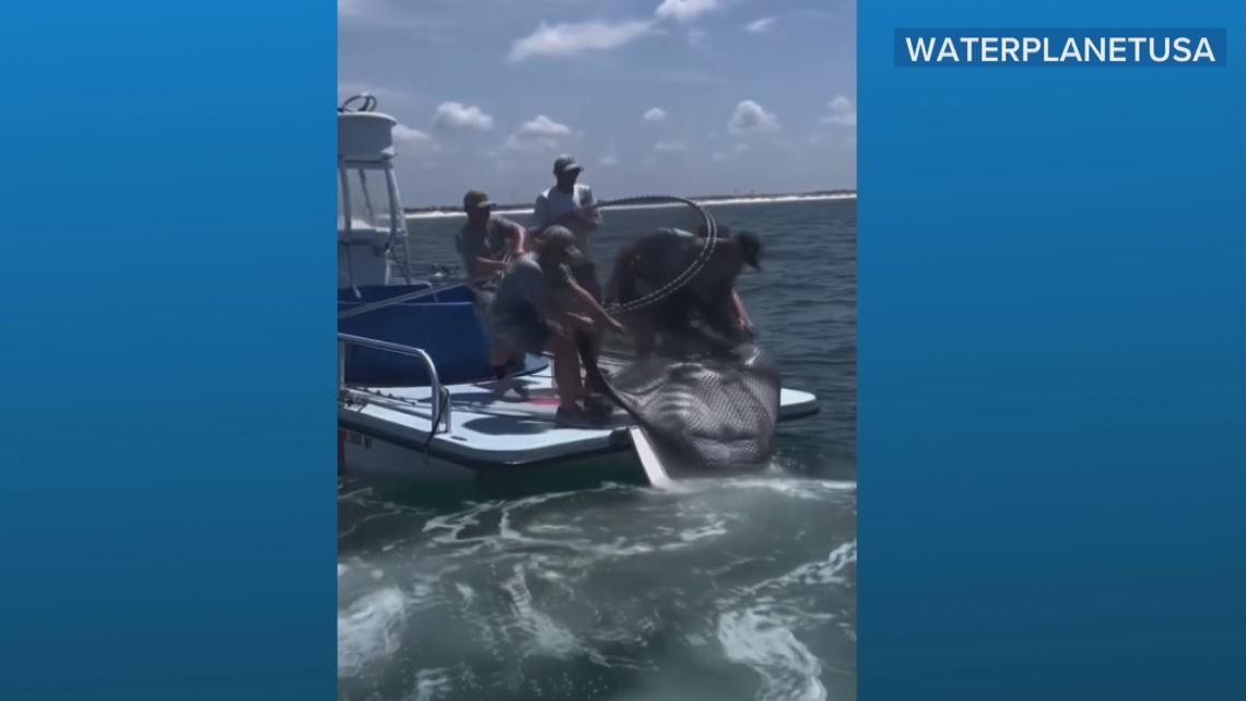 Florida restricts giant manta ray captures, bans international exports after viral video outcry