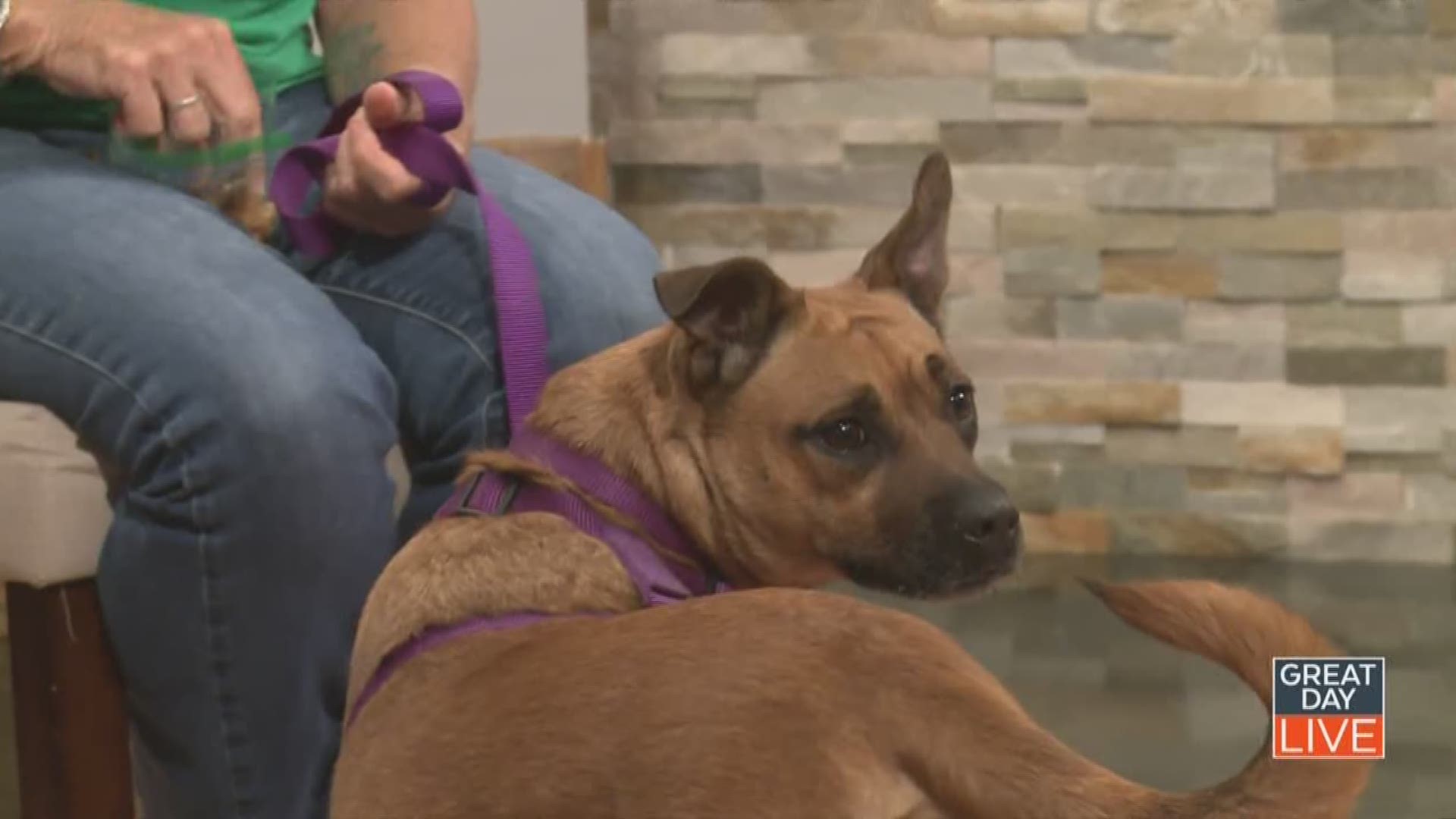 Pet Of The Week Mountain Cur Mix Looking For Forever Home Wtsp Com