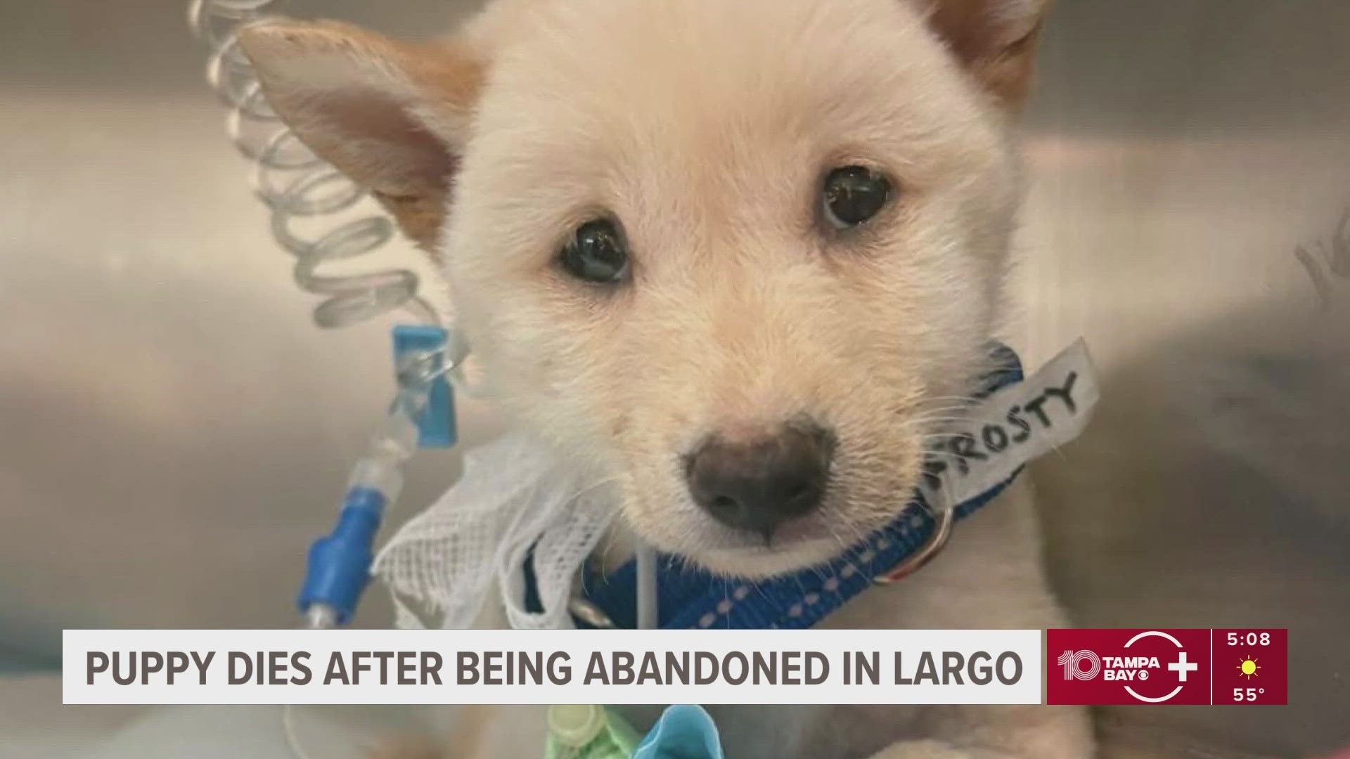 Abused puppy dies after Taylor Park dumping; new law could mean harsher  punishment