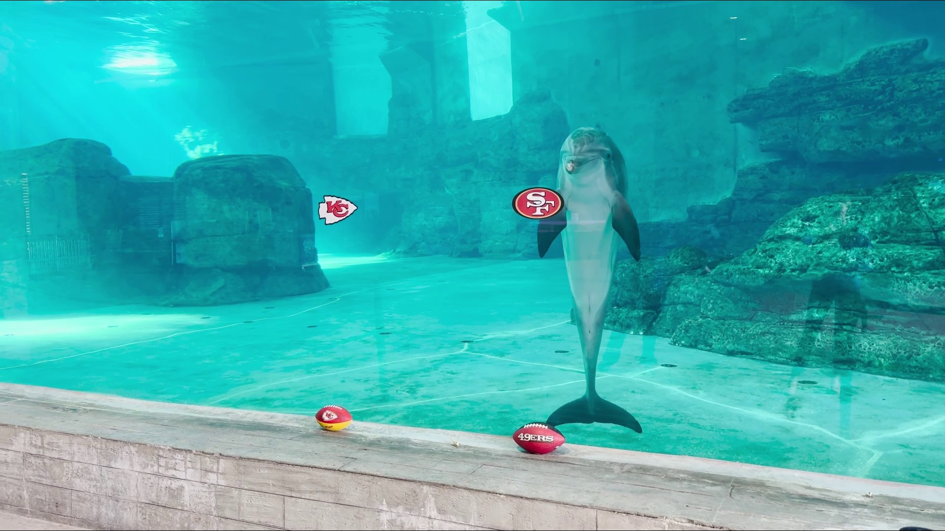 Nick the dolphin at the Clearwater Marine Aquarium picked the San Francisco 49ers to win over the Kansas City Chiefs in the Super Bowl.