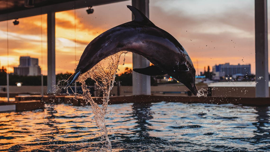 Clearwater Marine Aquarium Summer Glow celebration dates, hours