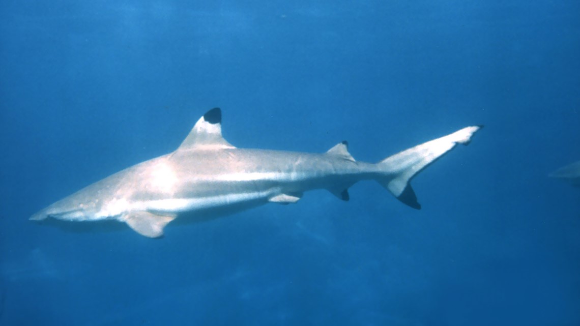 FWC recommends charges against man seen beating shark to death - Vimarsana News