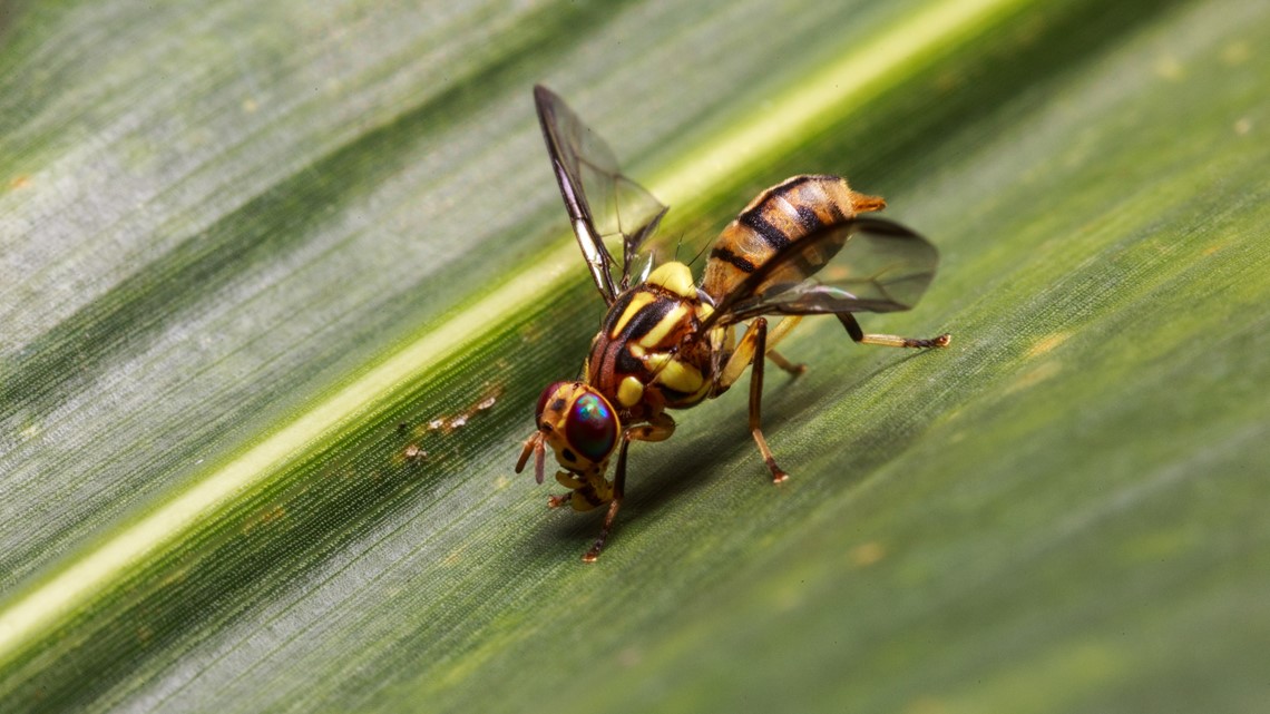 How USDA & Partners Eradicated Oriental Fruit Fly from Florida