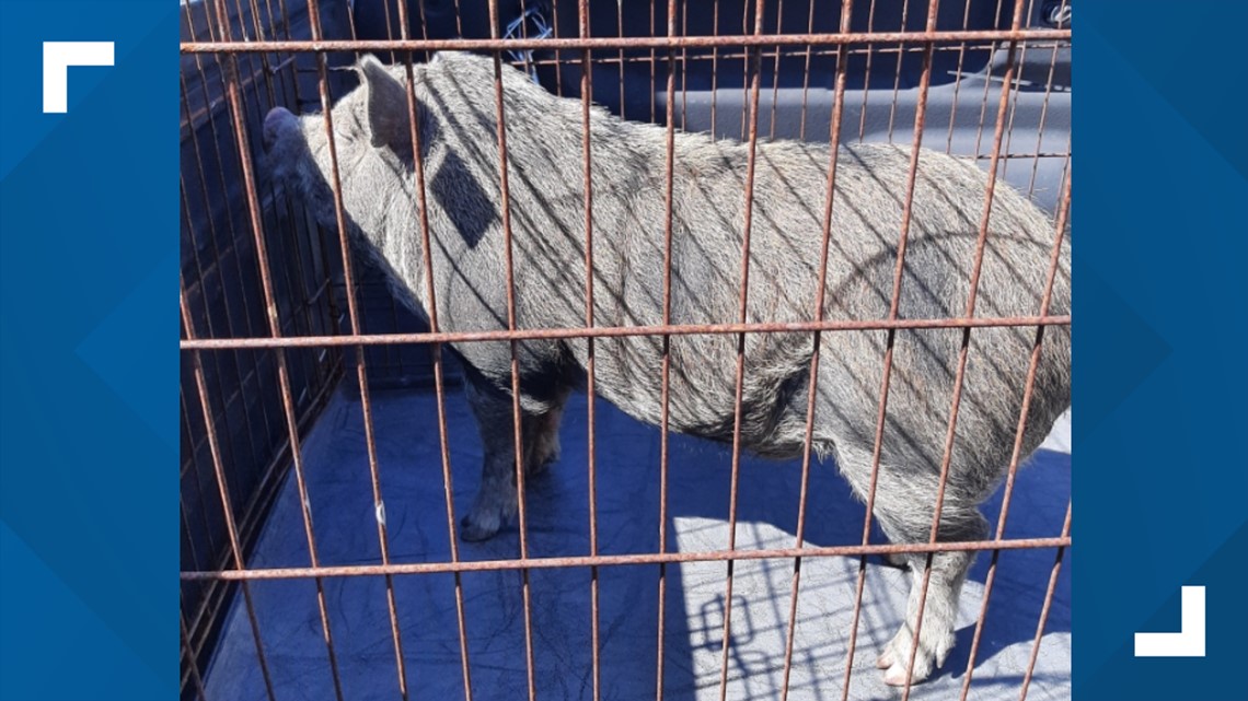 Small pig found in New Port Richey; deputies searching for owner - Vimarsana News
