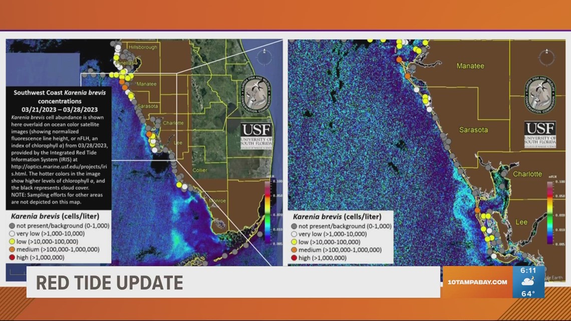 Red tide conditions continuing to improve along Florida's Gulf Coast