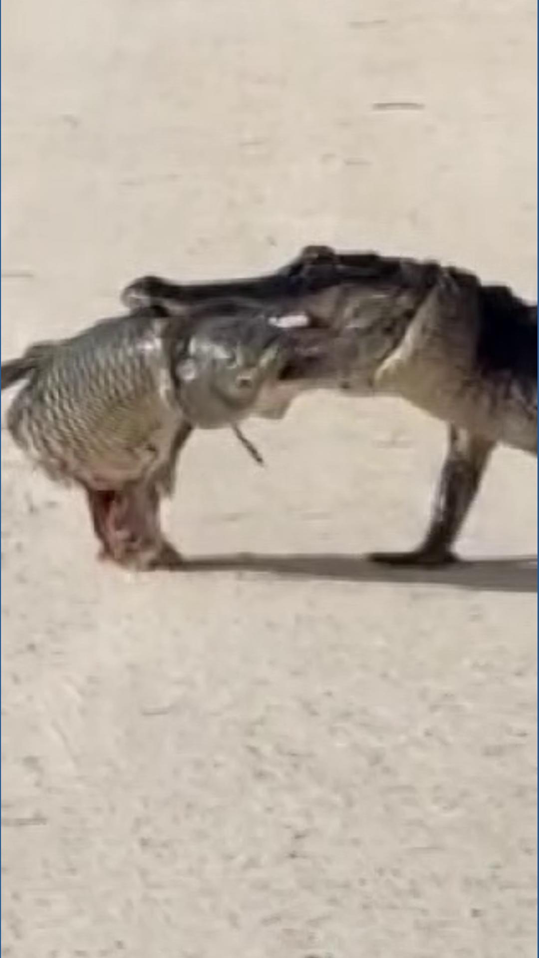 Video shows gator holding fish in its mouth, crossing street in Florida |  wtsp.com