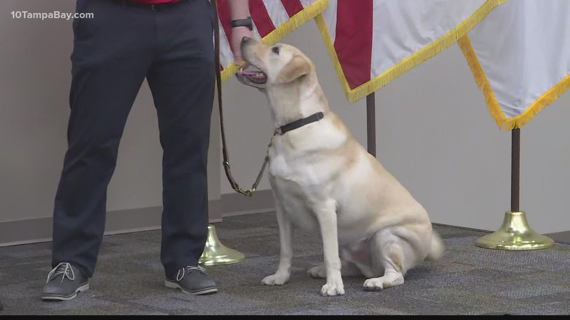 Mason won't be a K-9 deputy, rather, he'll be there to assist deputies and provide mental health support.