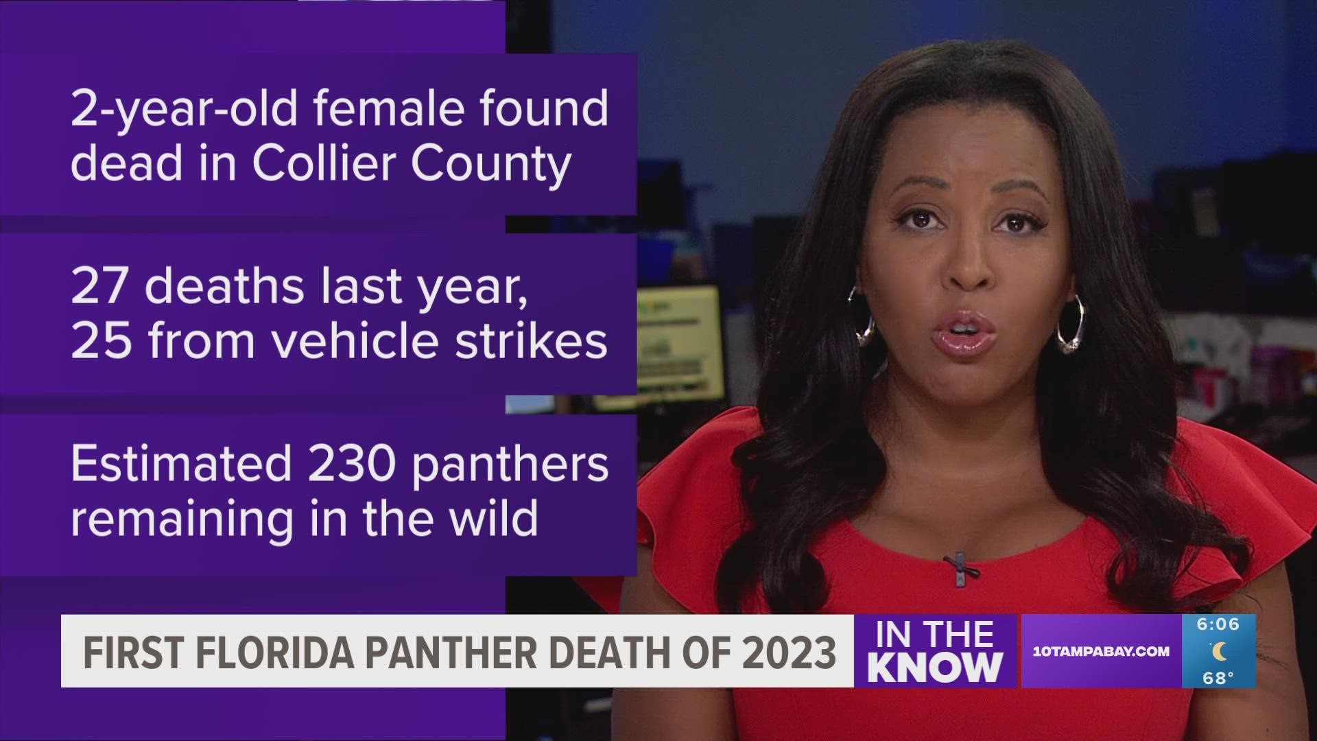 A total of 27 Florida panthers were reported killed in 2022, with 25 of those being from vehicle strikes.