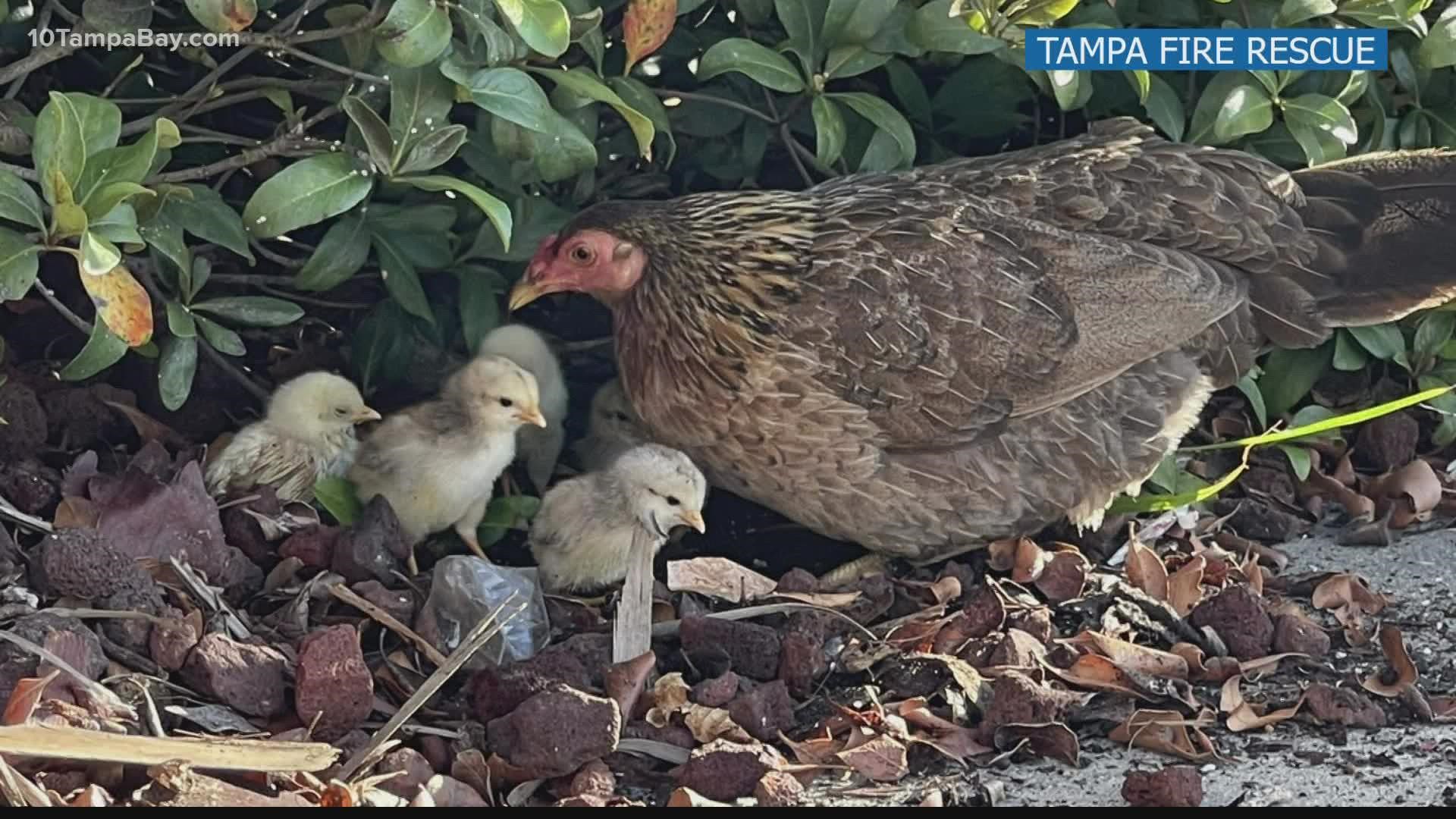 Thanks to the fire department, one mother hen is back with her babies.