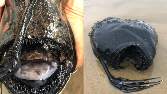 Deep-sea angler fish washes up on California shore | wtsp.com