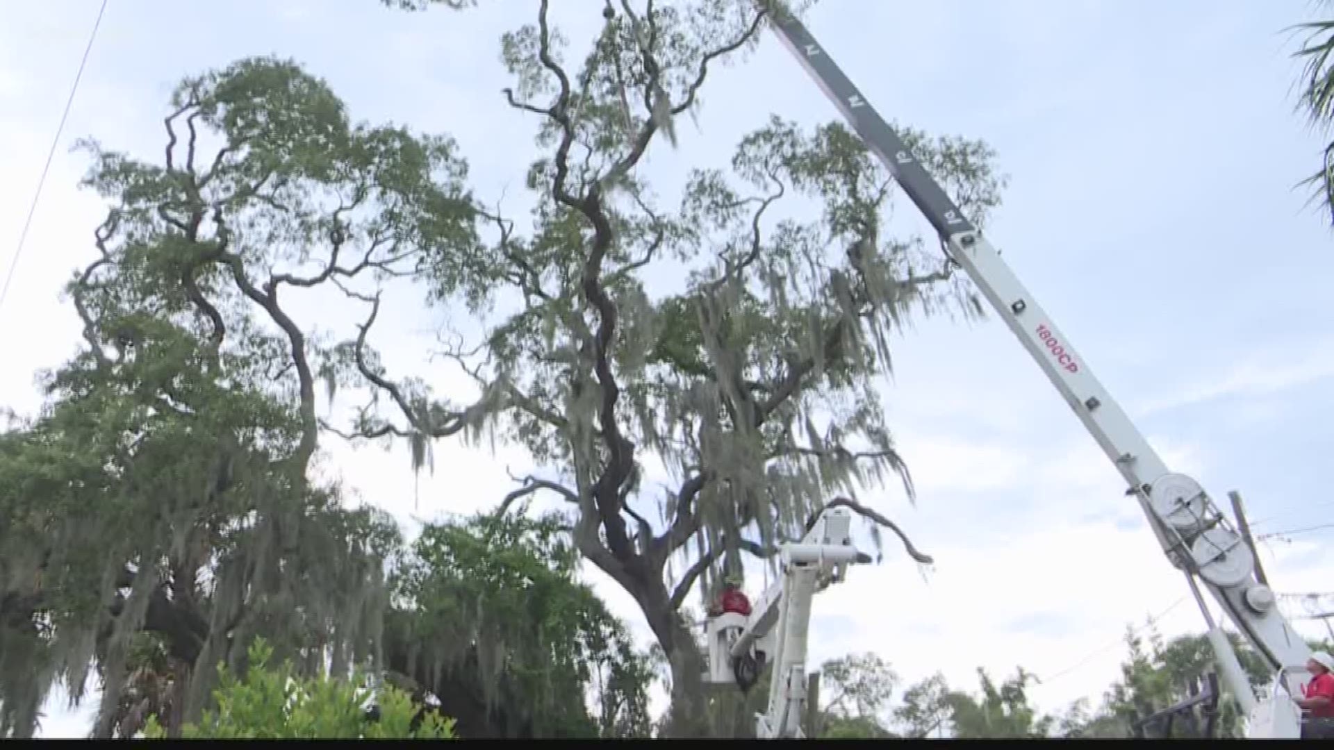 In the battle over who should have final say when it comes to removing trees from private property, Tampa is fighting back. https://on.wtsp.com/2kkb678
