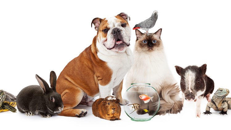 All about pets: Your guide to tips and tricks of pet ownership