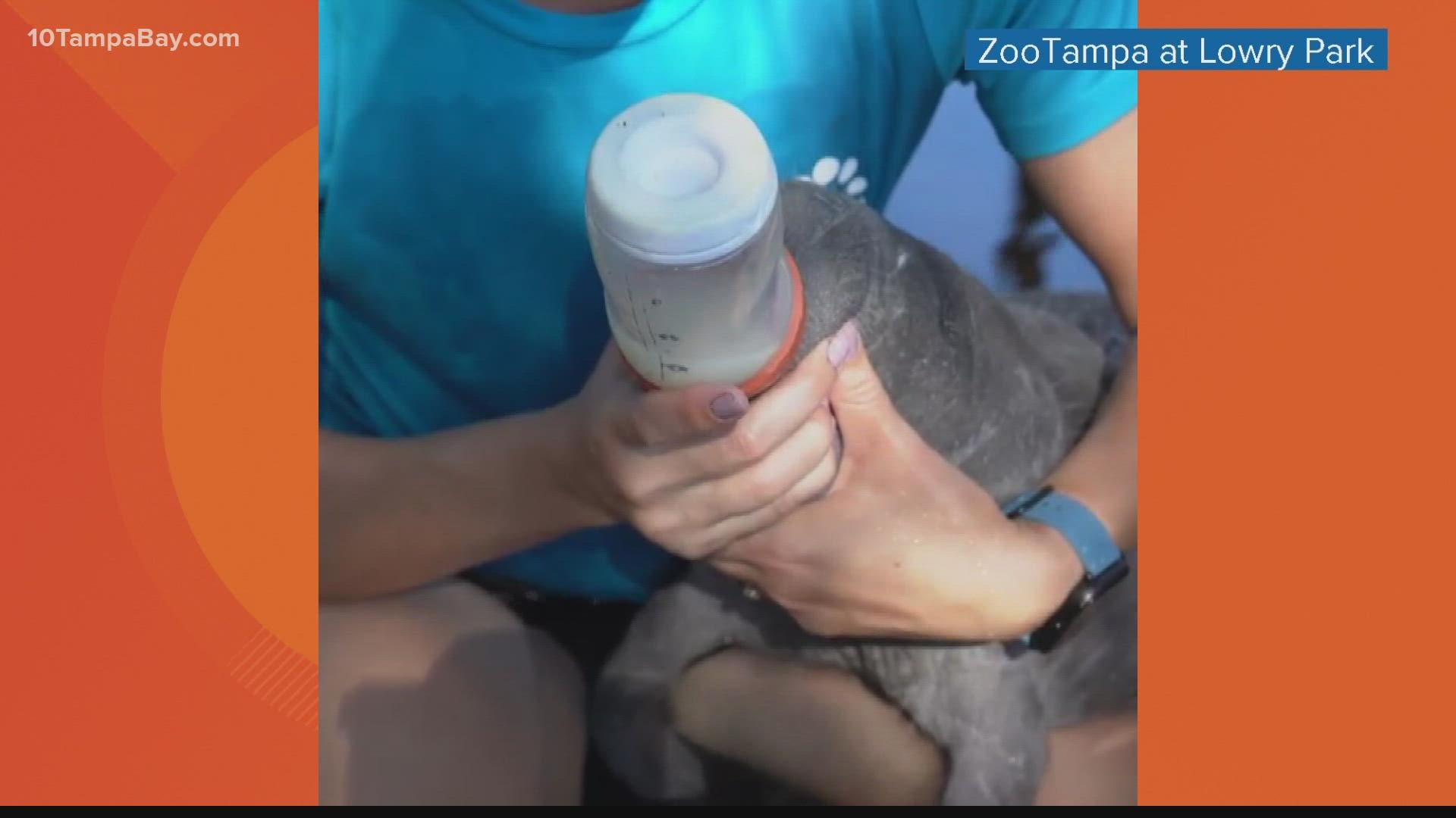 The 45-pound baby is getting bottle-fed around the clock.