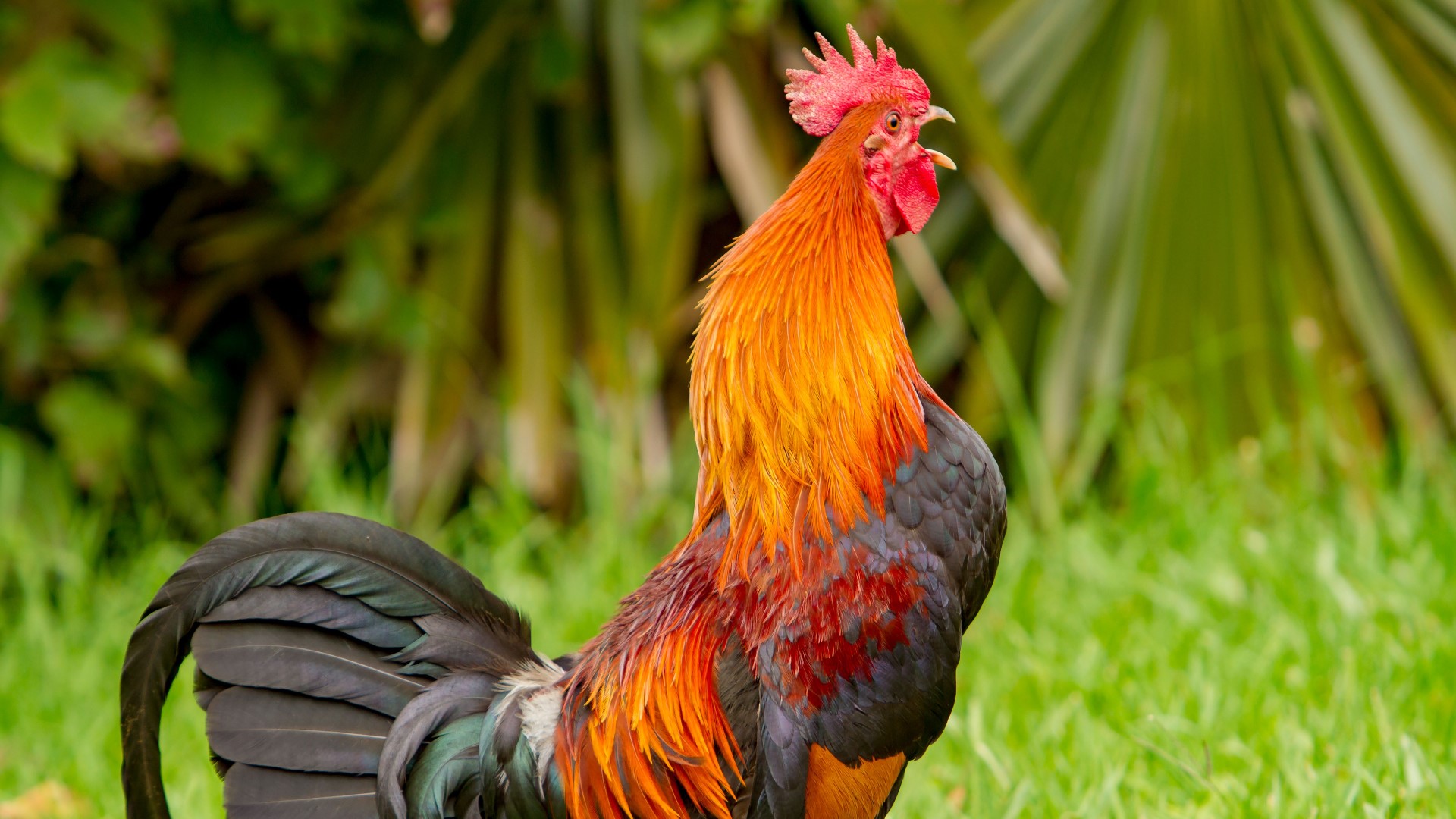 florida-man-arrested-for-cockfighting-deputies-say-wtsp