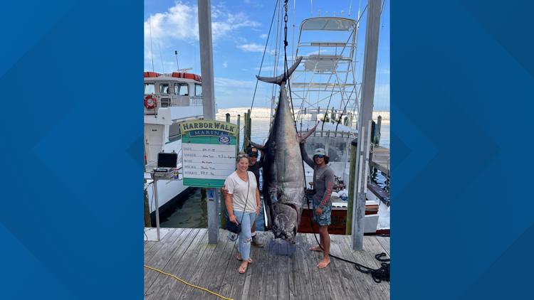 Florida boaters reel in massive 832-pound Bluefish tuna | wtsp.com