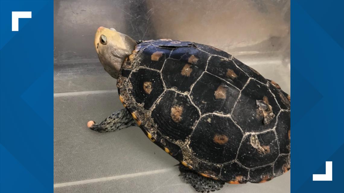 Spring Hill man sentenced to prison for trafficking turtles | wtsp.com