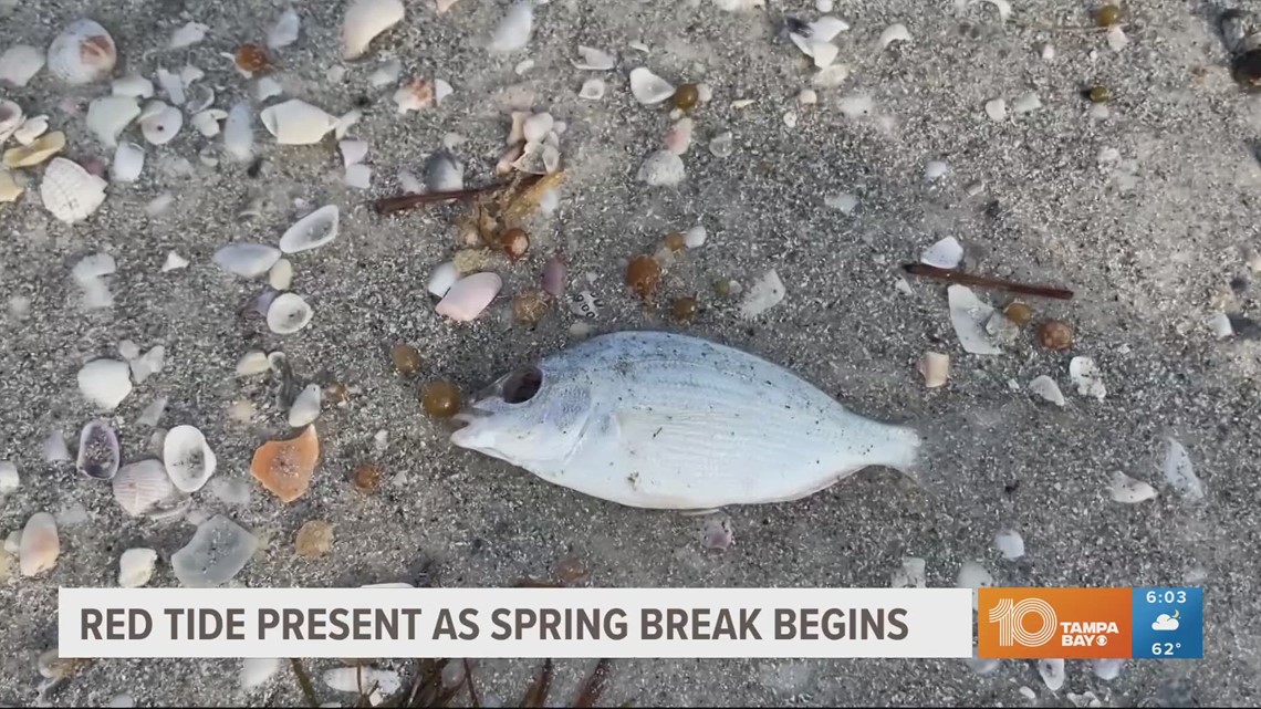 Spring breakers battle red tide on Tampa Bay area beaches