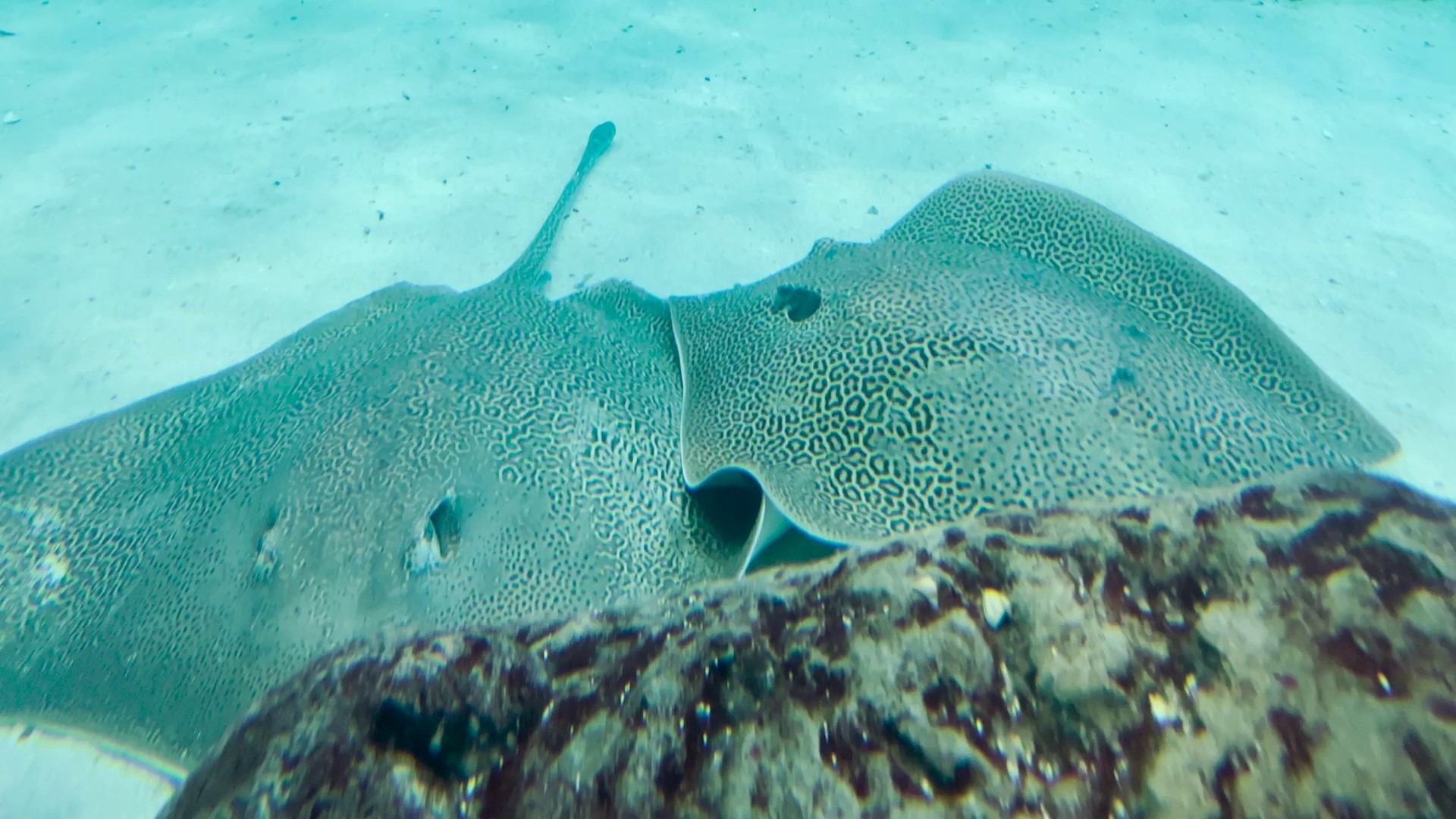 The Aquarium says this is the first time it has housed this species of stingray.