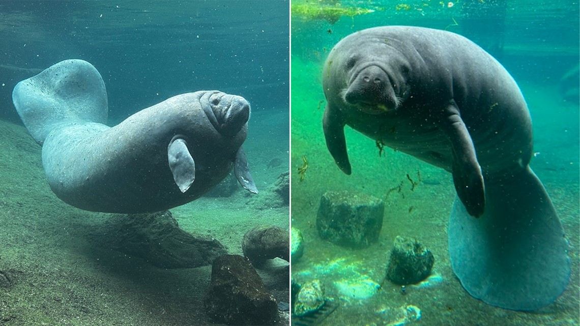 ZooTampa caring for 2 of Florida's oldest manatees - Vimarsana News