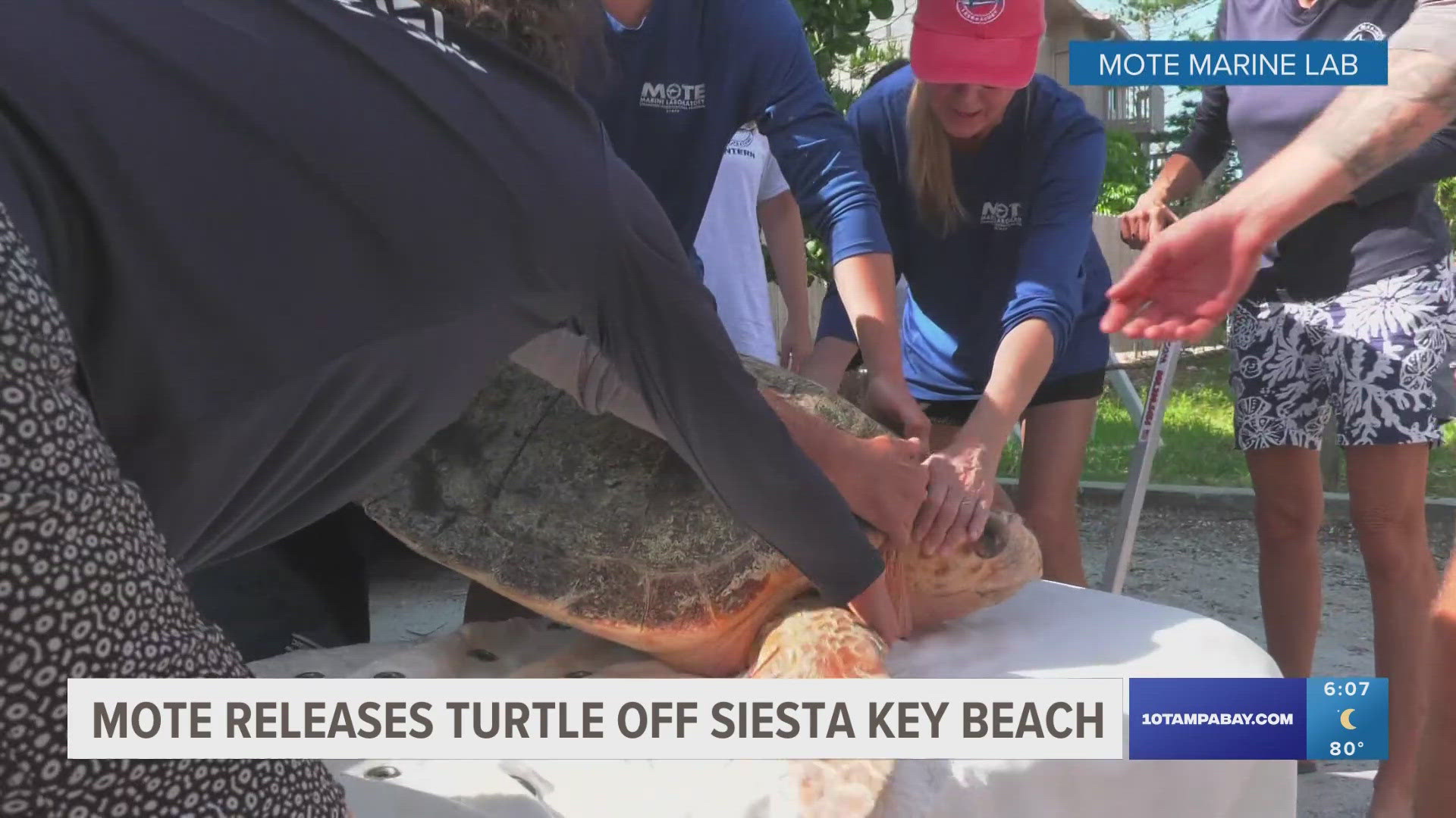 A female sea turtle was released after being rescued and rehabilitated at Mote Marine Laboratory.