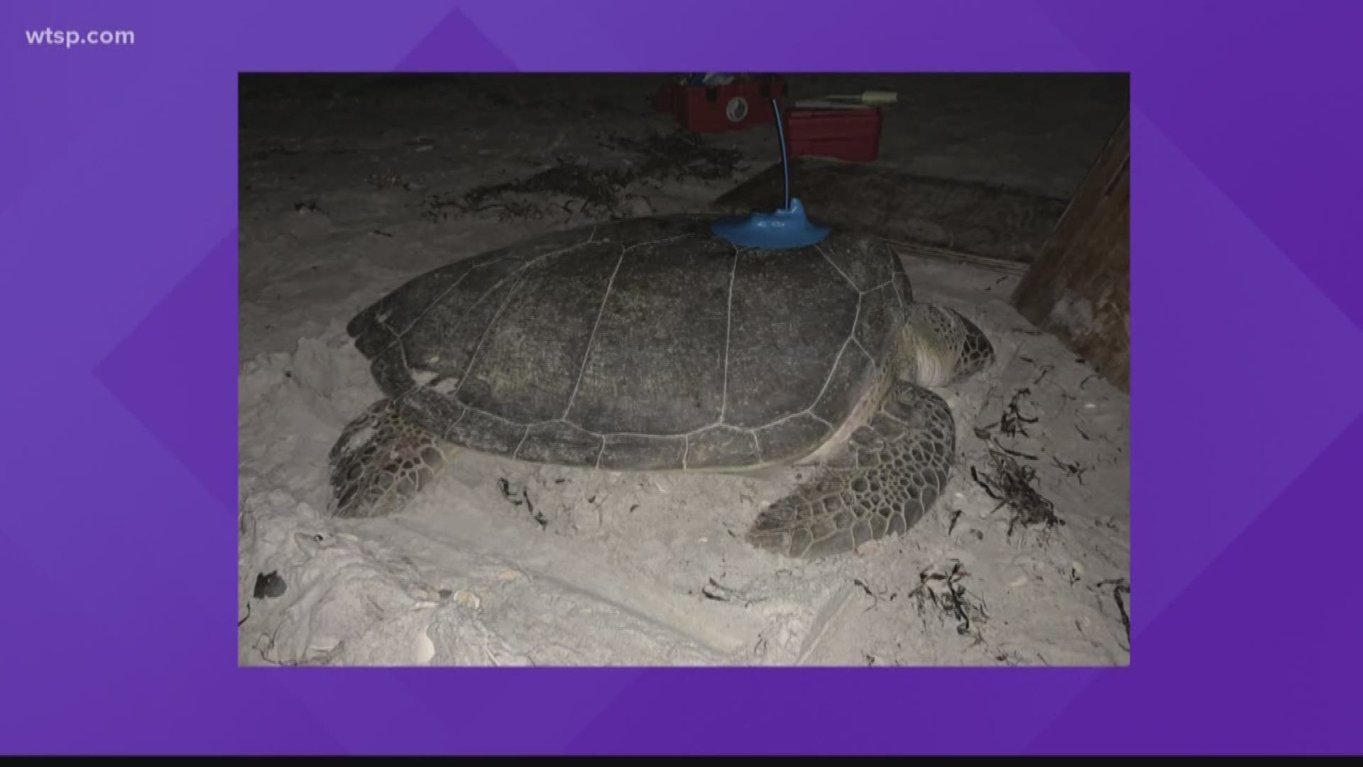 MOTE has started tracking the migration of these sea turtles.
Researchers attach a small device to the shell of the turtle that allows them to track by satellite. 
Scientists hope to find where the turtles are coming from and what they are doing in the gulf.