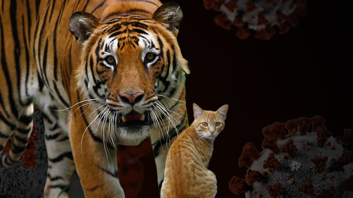 Your cat and ferocious tigers share a lot -- 95.6 percent of their DNA