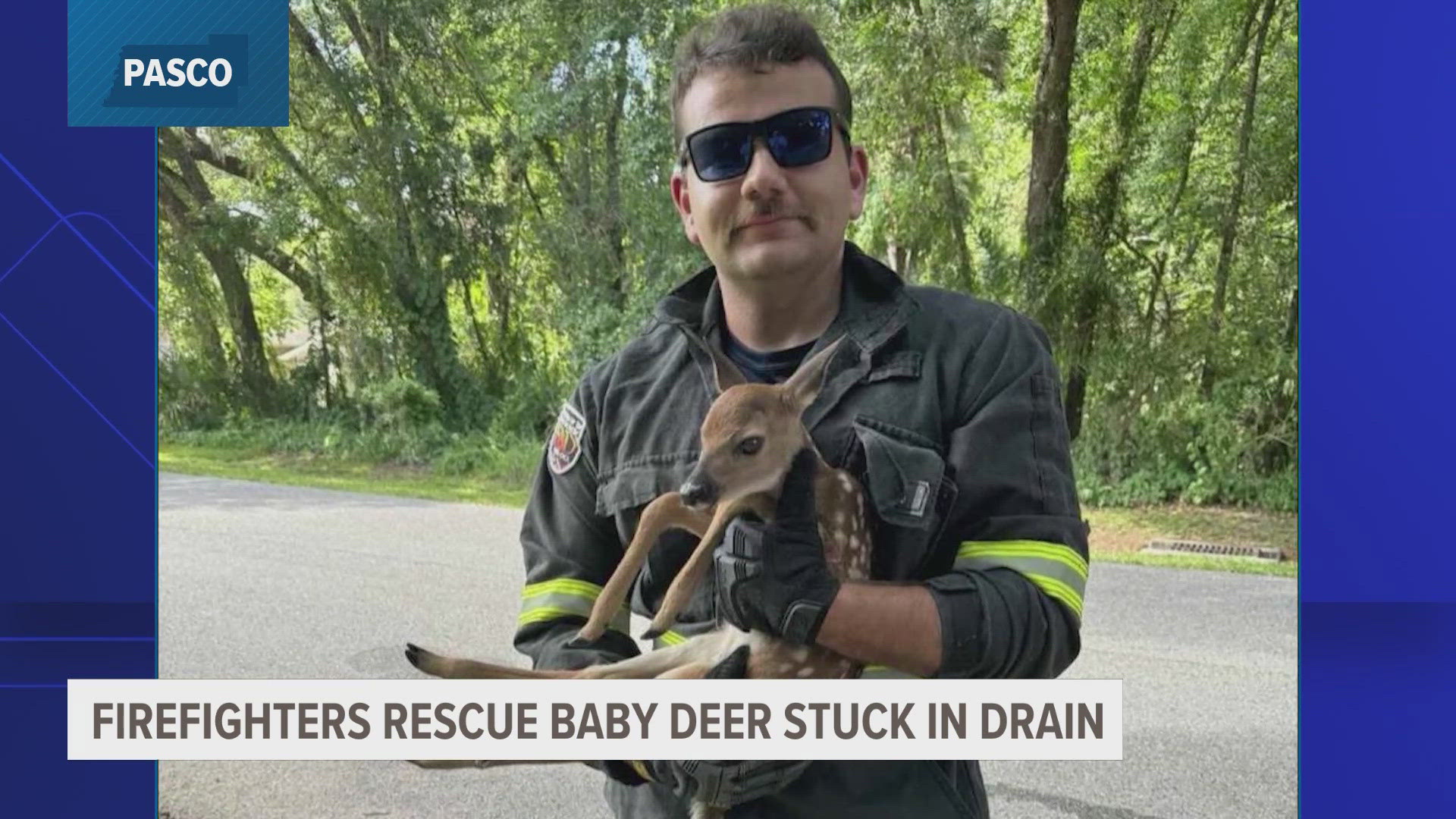 Pasco County firefighters rescue baby deer stuck in storm drain