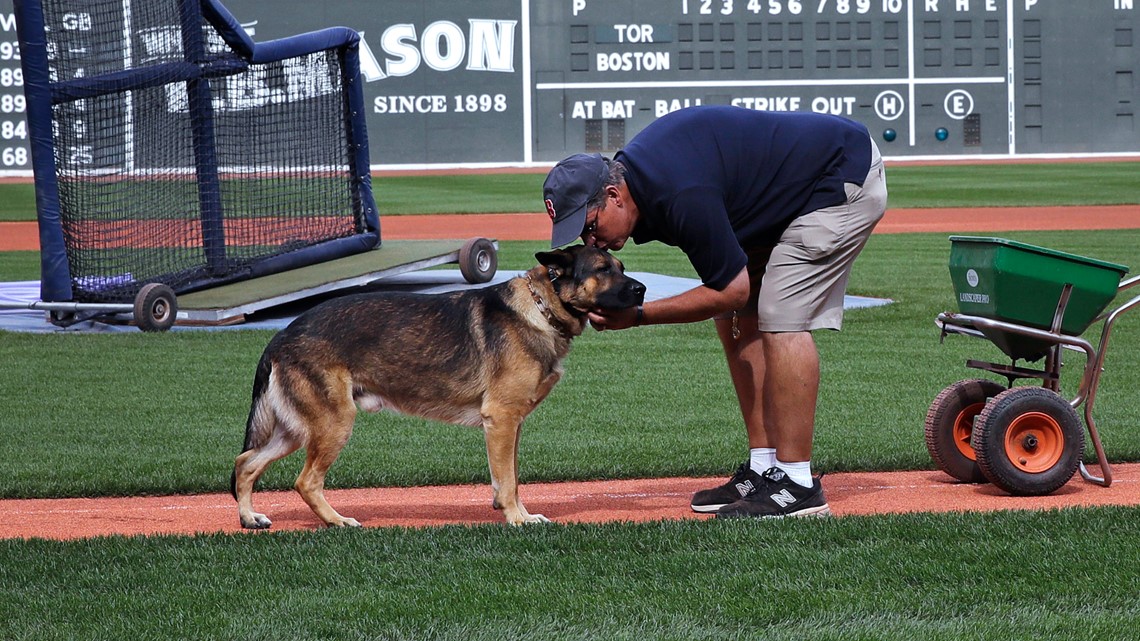 Drago the German shepherd, Popular Fenway fixture, dies at 10 - Vimarsana News