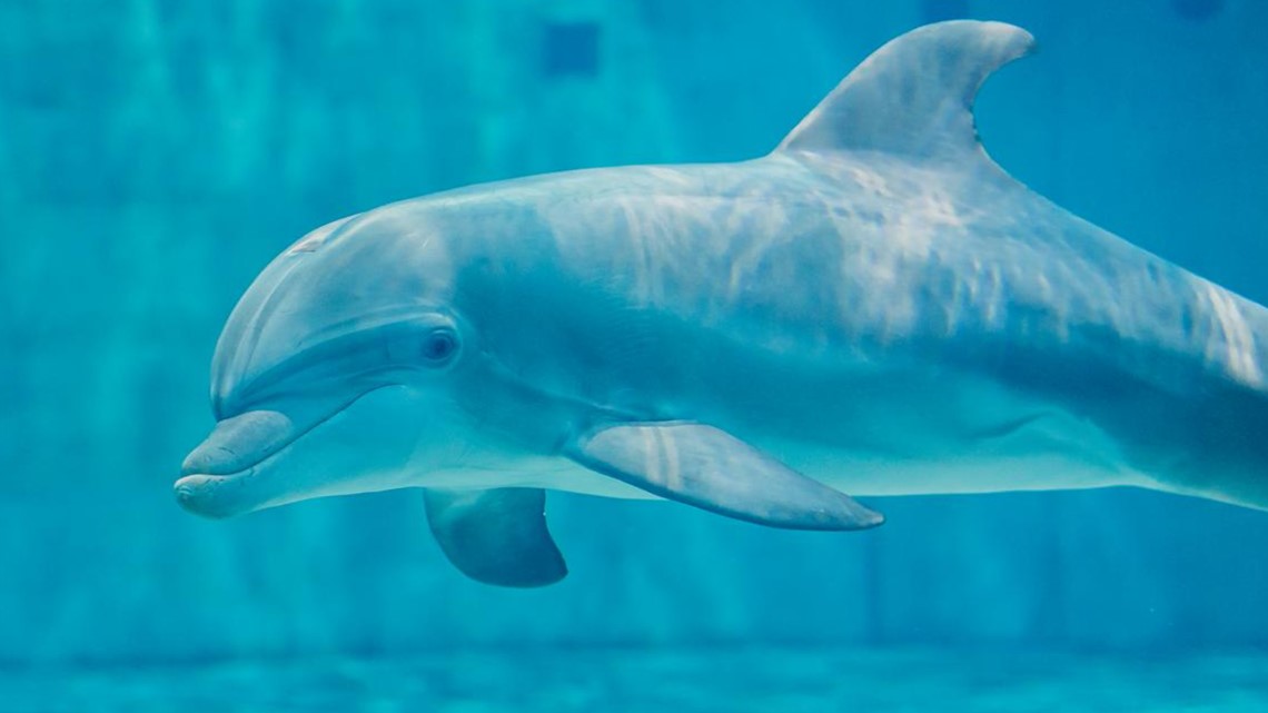 Clearwater Marine Aquarium dolphin named Apollo dies | wtsp.com