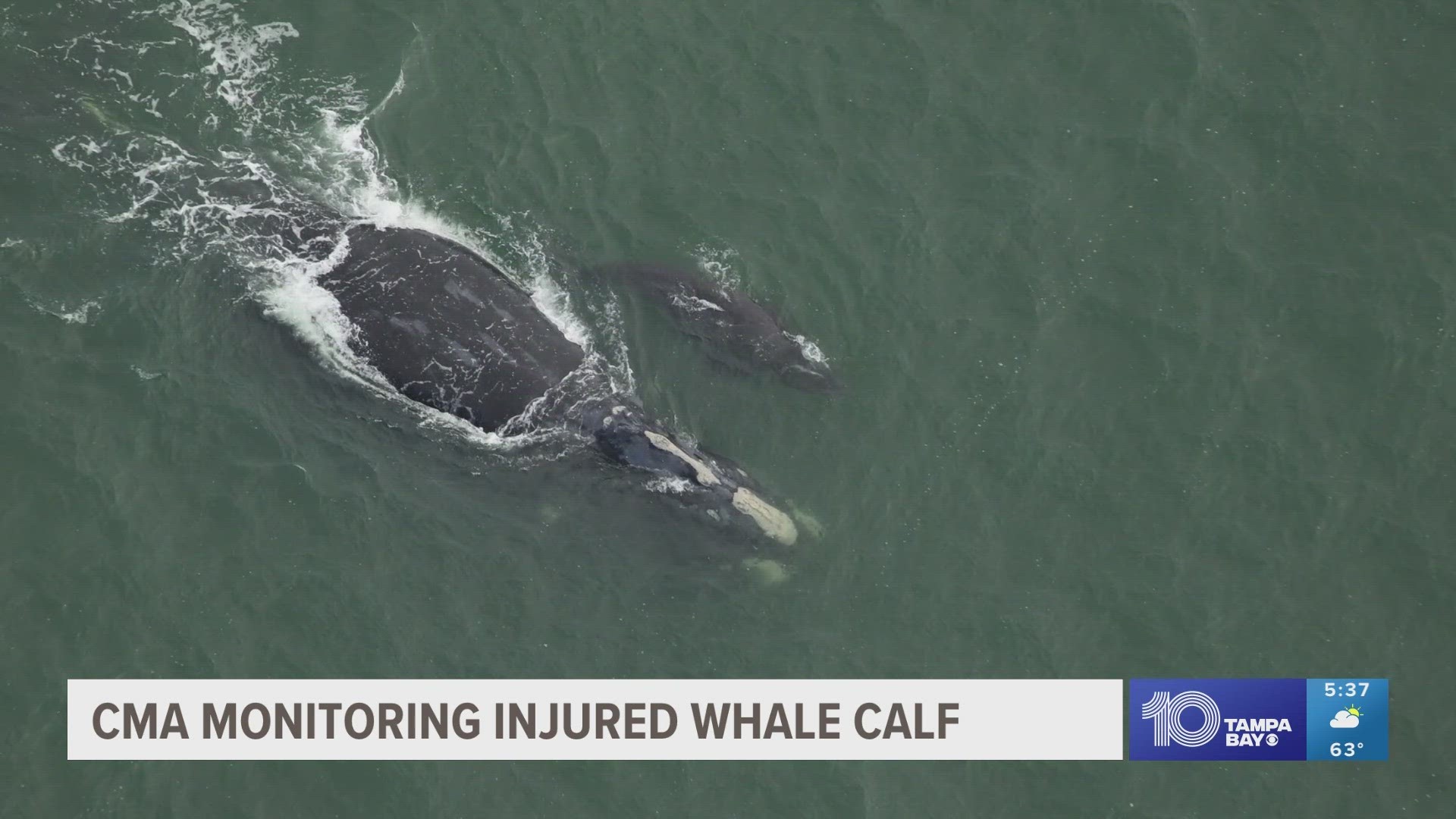 The right whale calf is one of only nine documented this season in the Southeast, the aquarium said.