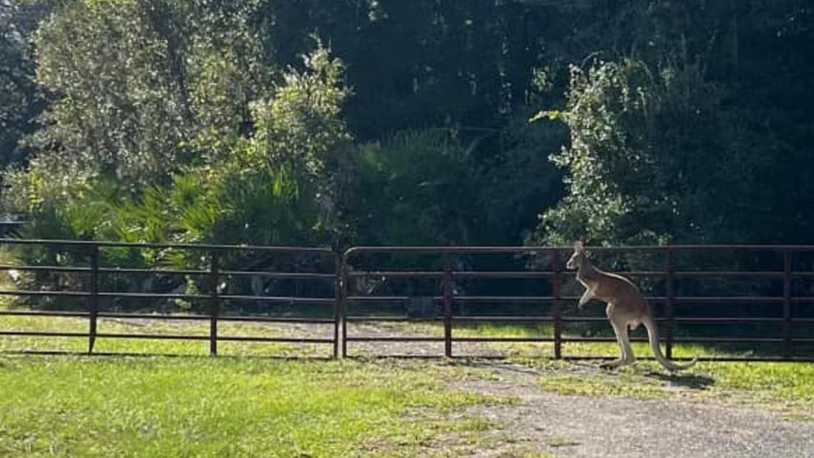 Kangaroo on the loose in Florida, sheriff says | wtsp.com