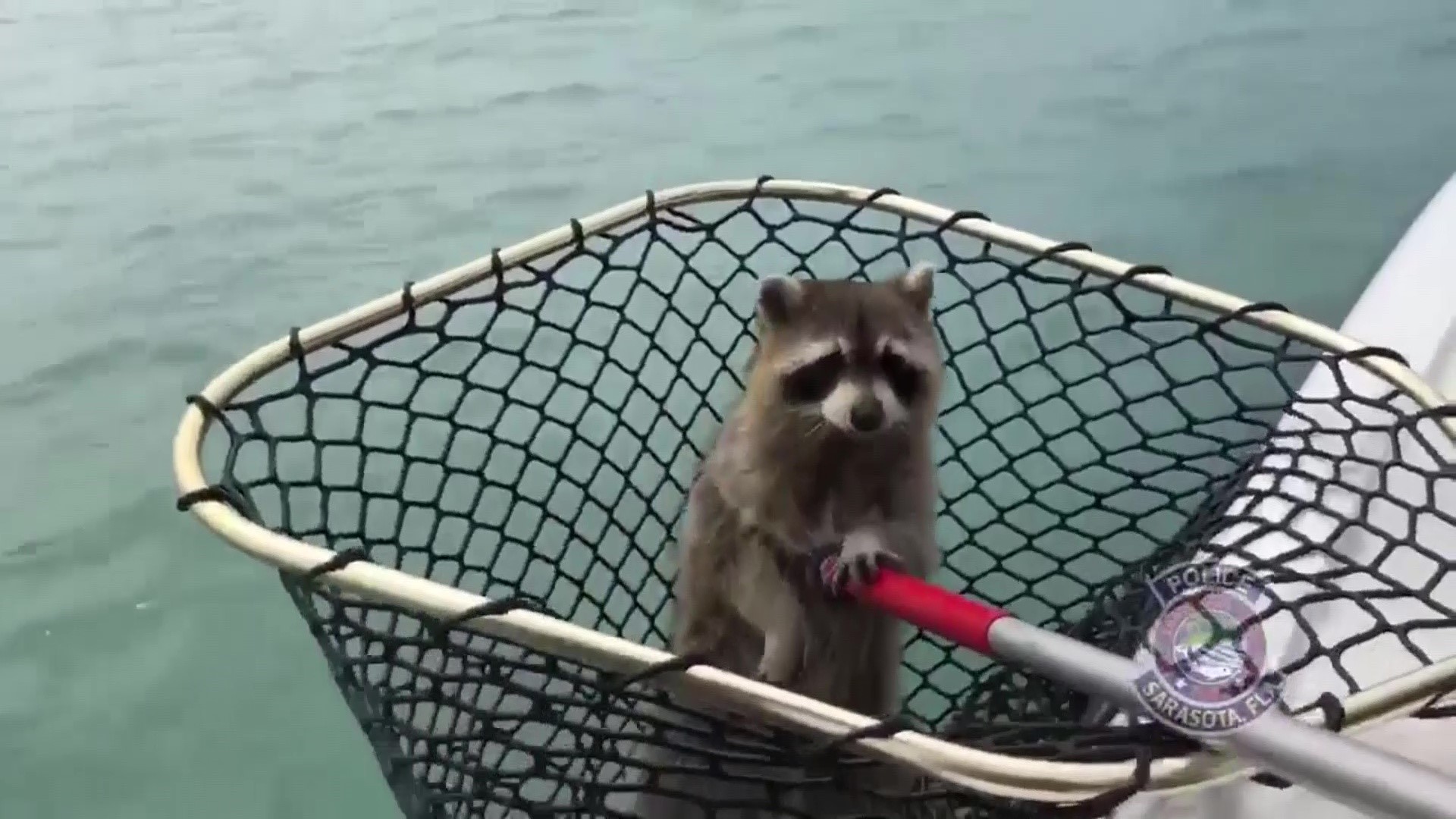 Sarasota Police Marine Patrol, FWC Fish and Wildlife Research Institute, Mote Marine Laboratory & Longboat Key Police Marine Patrol worked together to capture and release the raccoon found stranded on a channel marker.