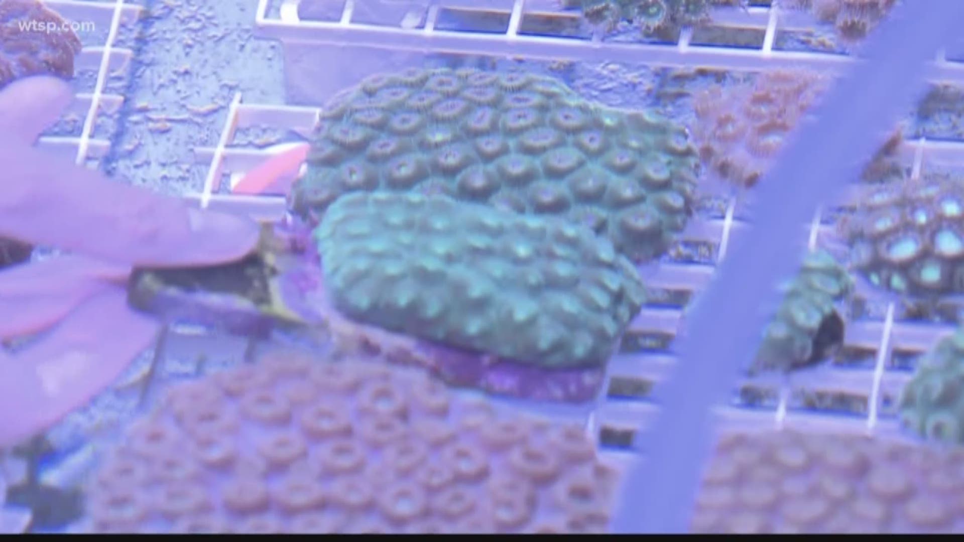 Mote Marine Laboratory is part of a new initiative to save Florida's coral reefs.