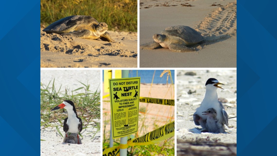 Nesting season for sea turtles is here along Florida beaches