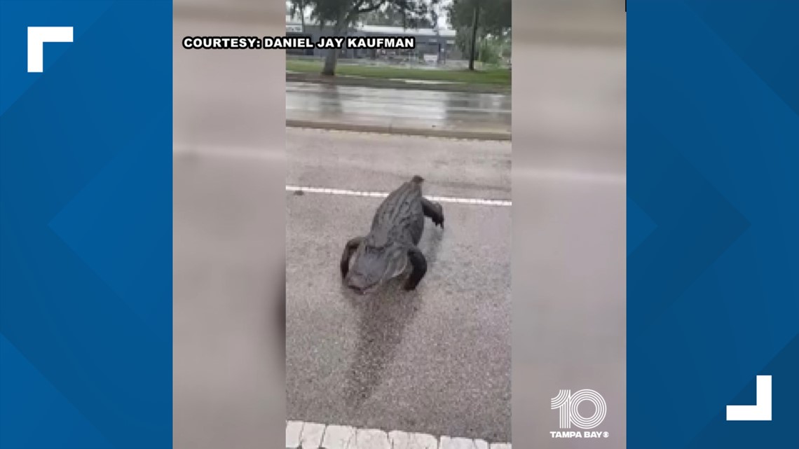 Alligator crawls under Venice man's car, starts hissing - Vimarsana News