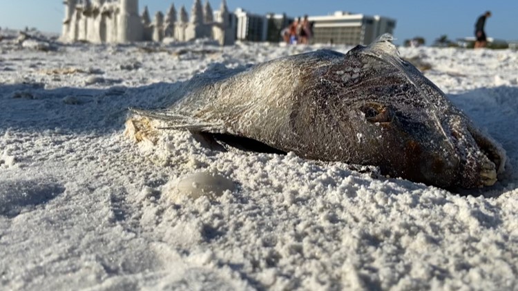 Red tide detected in 4 Tampa Bay-area counties, report shows