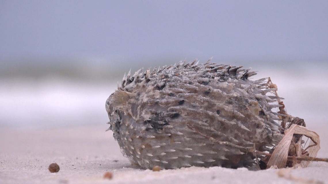 Coughing on the beach due to red tide? Here's what to know