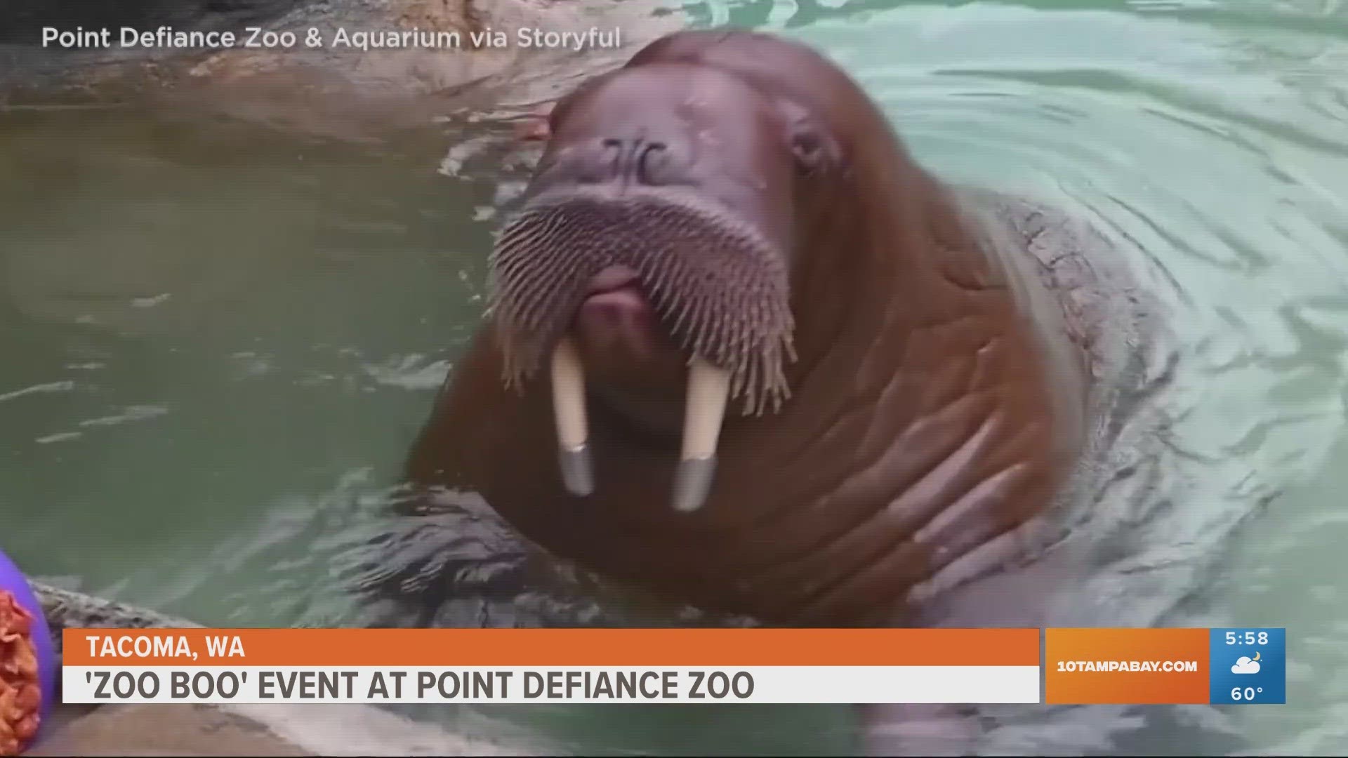 Point Defiance Zoo in Tacoma gives its walruses these jack-o-lantern shaped treats.