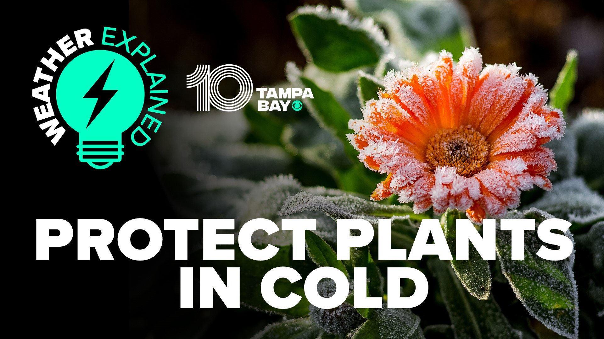 10 Tampa Bay meteorologist Natalie Ferrari explains what to do with your plants should a frost or freeze threaten.
