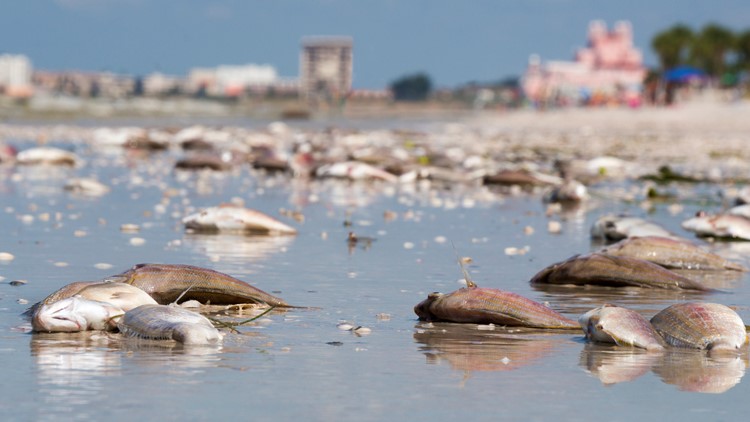Timing of red tide coincides with spring break vacations