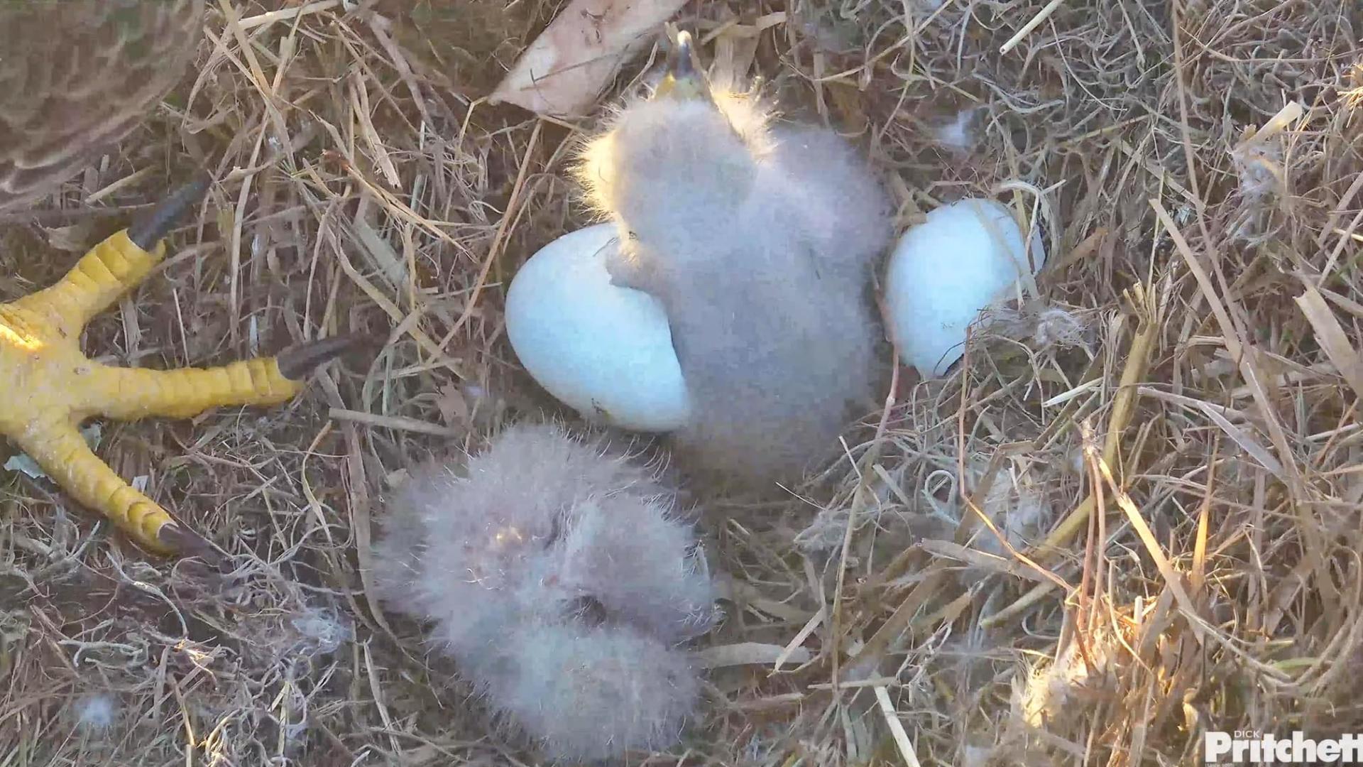 One eaglet hatched on Saturday while the other hatched on Tuesday.