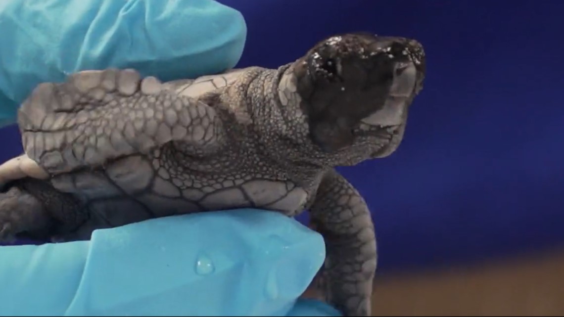 52 sea turtle hatchlings rescued by Clearwater Marine Aquarium - Vimarsana News