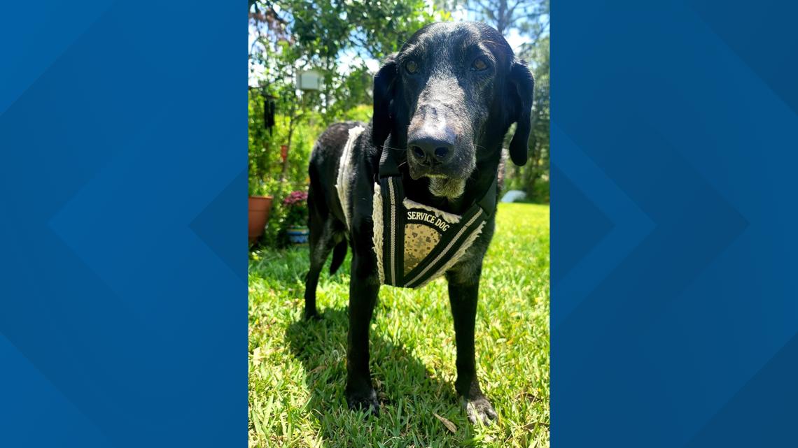 Pasco County Marine K-9 memorial service - Vimarsana News