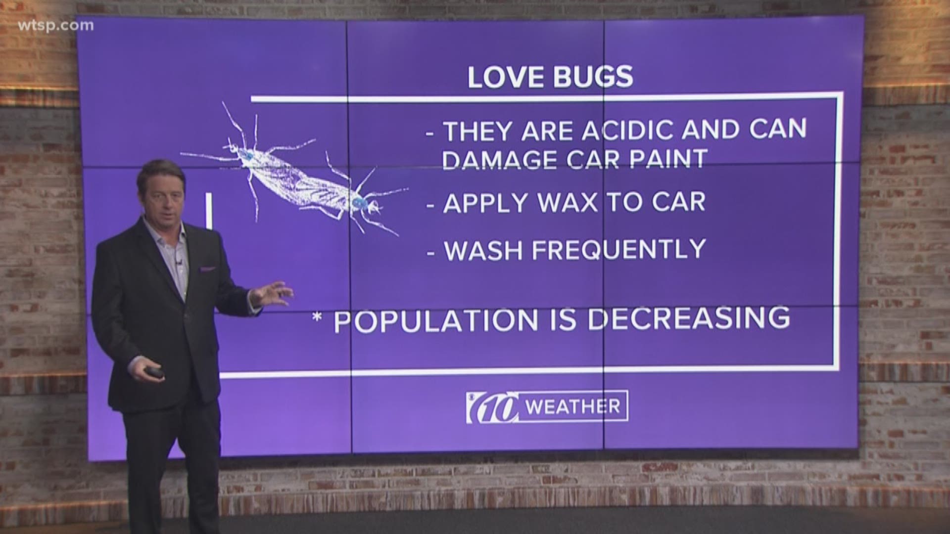 Love is in the air -- and it's nasty.

Lovebug mating season is underway, with the little guys and gals flying around and being a nuisance to anyone trying to enjoy the outdoors. The name, lovebug, is just that: You'll often see them attached to a mate as they fly about.

The University of Florida swears it didn't bring them to Florida as some sort of science experiment despite a persistent rumor. Rather, they migrated from Central America and went through Texas and the Gulf Coast states before arriving here.