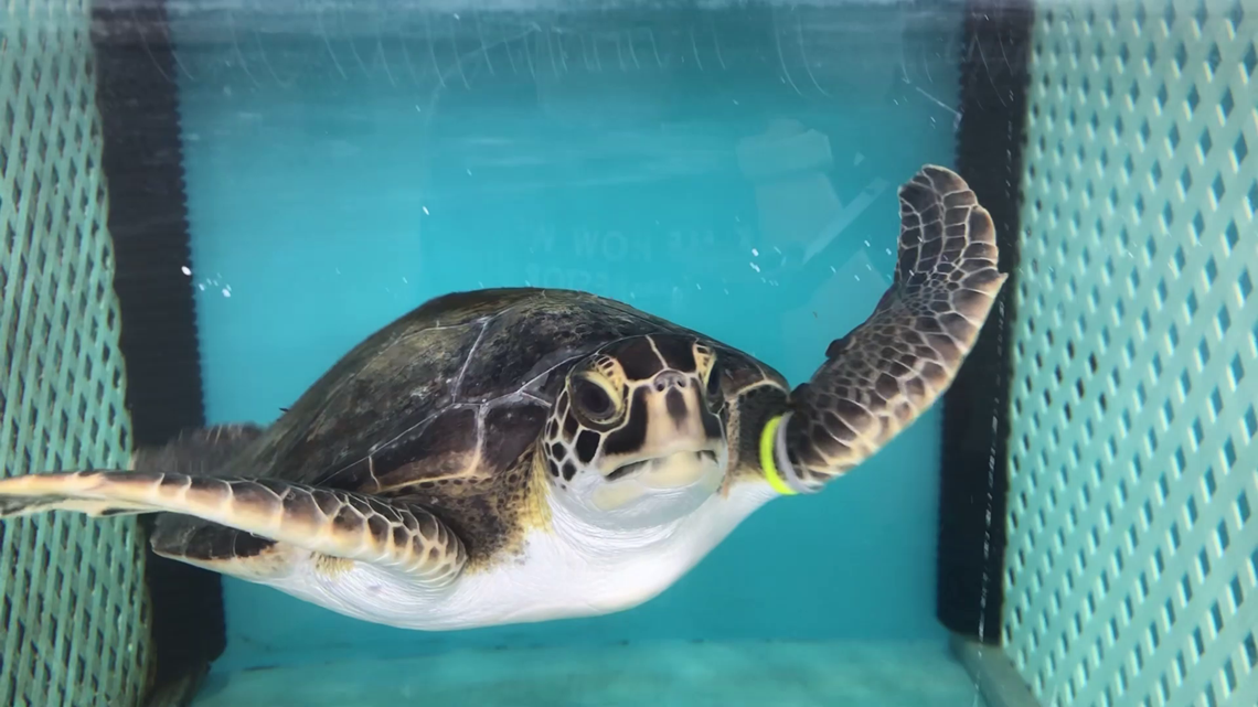 Florida Aquarium to release 5 sea turtles following rehab | wtsp.com