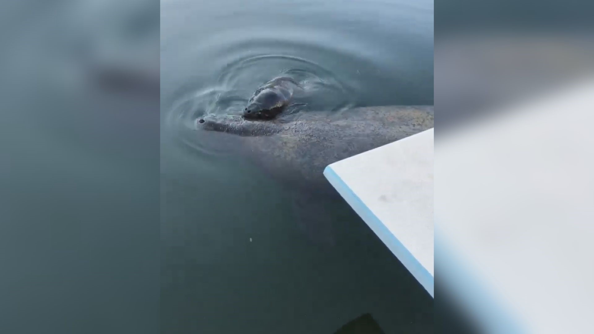 How adorable! Watch has this mama manatee in the Florida Keys gives birth to a young calf! Jeff Qualls took this video in July 2019 in Rockland Key, Florida.