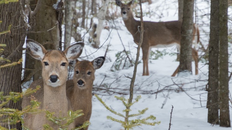 COVID-19 infection found in white-tailed deer prompts deeper study in Wisconsin deer population