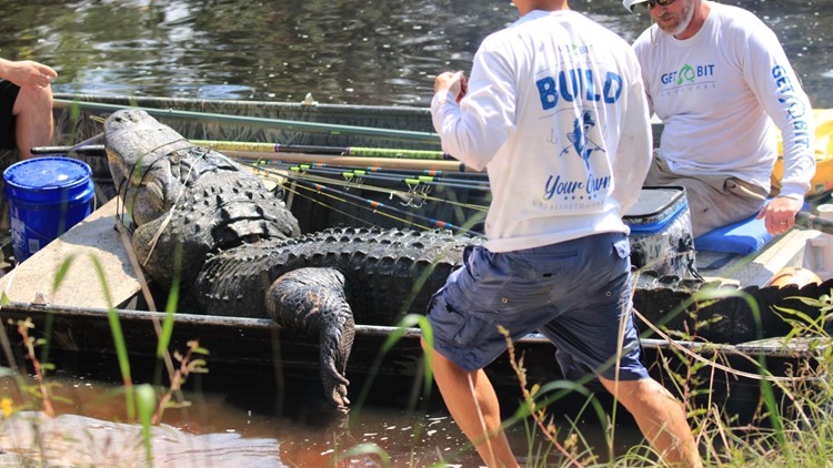 Hunters catch 920-pound gator in Central Florida