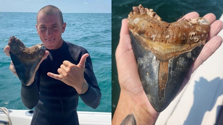Cool find! Diver picks up megalodon tooth in Venice